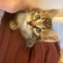Hiç patlamış mısır yiyen kedi gördünüzmü? fotoğraf