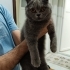 Minik Kedi ömürlük yuvasını arıyor fotoğraf