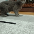 Minik Kedi ömürlük yuvasını arıyor fotoğraf