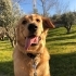Askere gittiğim için sahiplendirmek istiyorum fotoğraf