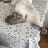 3 yaşin da british blue kedi ücretsizdir fotoğraf