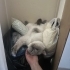 3 yaşin da british blue kedi ücretsizdir fotoğraf