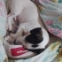 TUVALET EĞİTİMLİ JACK RUSSEL MELEZİ..!! fotoğraf