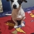 TUVALET EĞİTİMLİ JACK RUSSEL MELEZİ..!! fotoğraf