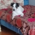 TUVALET EĞİTİMLİ JACK RUSSEL MELEZİ..!! fotoğraf