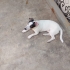 TUVALET EĞİTİMLİ JACK RUSSEL MELEZİ..!! fotoğraf
