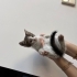 Minik Erik yuvasını arıyor fotoğraf