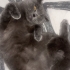 British Shorthair Dişi Kedimize Ömürlük Güzel Bir Yuva Arıyoruz fotoğraf
