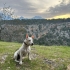 ÇAKİ ÖMÜRLÜK YUVASINI ARIYOR fotoğraf