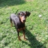 Ücretsiz doberman fotoğraf