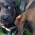 Babası sibirya annesi kopay av köpeği asil 3 aylık bebek.ücretsiz. fotoğraf