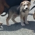 3aylık.babasi Husky annesi kopay av köpeği. Tek gözü mavi.ücretsiz fotoğraf