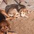 3aylık.babasi Husky annesi kopay av köpeği. Tek gözü mavi.ücretsiz fotoğraf