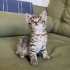 Yavru Kedi Sahiplendirme İlanı fotoğraf