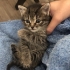 Yavru Kedi Sahiplendirme İlanı fotoğraf