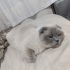 Yuva arıyoruz blue point fotoğraf