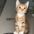 Acil yuva aranıyor fotoğraf