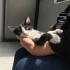 Çiko bebek 2 aylık erkek ömürlük yuvasını arıyor fotoğraf