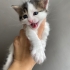 1,5 aylık DİŞİ yavru kedi fotoğraf