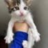 1,5 aylık ERKEK yavru kedi fotoğraf