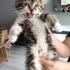 Yavru Kedi Sahiplendirme fotoğraf