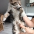 Yavru Kedi Sahiplendirme fotoğraf