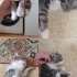 Yavru kedi için cok acil yuva fotoğraf