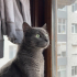 Russian Blue kedisi güvenli yuva arıyor fotoğraf