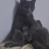 Russian Blue kedisi güvenli yuva arıyor fotoğraf