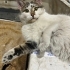 OBURİKS KAFESTEN KURTULMAK İSTİYOR, KAYSERİ VE ÇEVRE YAKIN İLLERDE YUVA ARIYOR fotoğraf