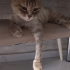 Kendine kalici bir yuva arayan minnoş fotoğraf