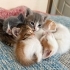 KONYA YAVRU KEDİLER fotoğraf