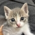 KONYA YAVRU KEDİLER fotoğraf