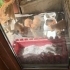 1.5 aylık bir sarmana yuva olmak ister misiniz 🐱 fotoğraf