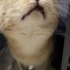 Şişko 2 yaş erkek kısır terk edildi barınakta fotoğraf