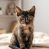 30 GÜNLÜK TORTOISESHELL KIZ ÖMÜRLÜK YUVASINI ARIYOR SARIYER fotoğraf