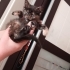 30 GÜNLÜK TORTOISESHELL KIZ ÖMÜRLÜK YUVASINI ARIYOR SARIYER fotoğraf