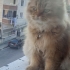 British Longhair 10 aylık. Ücretsiz fotoğraf