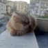 British Longhair 10 aylık. Ücretsiz fotoğraf