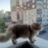 British Longhair 10 aylık. Ücretsiz fotoğraf
