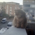 British Longhair 10 aylık. Ücretsiz fotoğraf