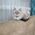 British shorthair ücretsiz acilll fotoğraf
