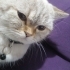 British shorthair ücretsiz acilll fotoğraf