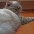 British shorthair ücretsiz acilll fotoğraf