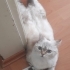 British shorthair ücretsiz acilll fotoğraf