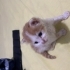 2-3 Haftalık Yavru Kedi fotoğraf
