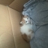 2-3 Haftalık Yavru Kedi fotoğraf