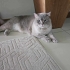 2 YAŞINDA KISIR BRİTİSH SHORTHAİR OĞLUŞA YUVA ARIYORUZ SERHAT YENİMAHALLE fotoğraf