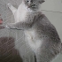2 YAŞINDA KISIR BRİTİSH SHORTHAİR OĞLUŞA YUVA ARIYORUZ SERHAT YENİMAHALLE fotoğraf