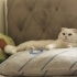 Oğluma yuva arıyorum ücretsiz fotoğraf